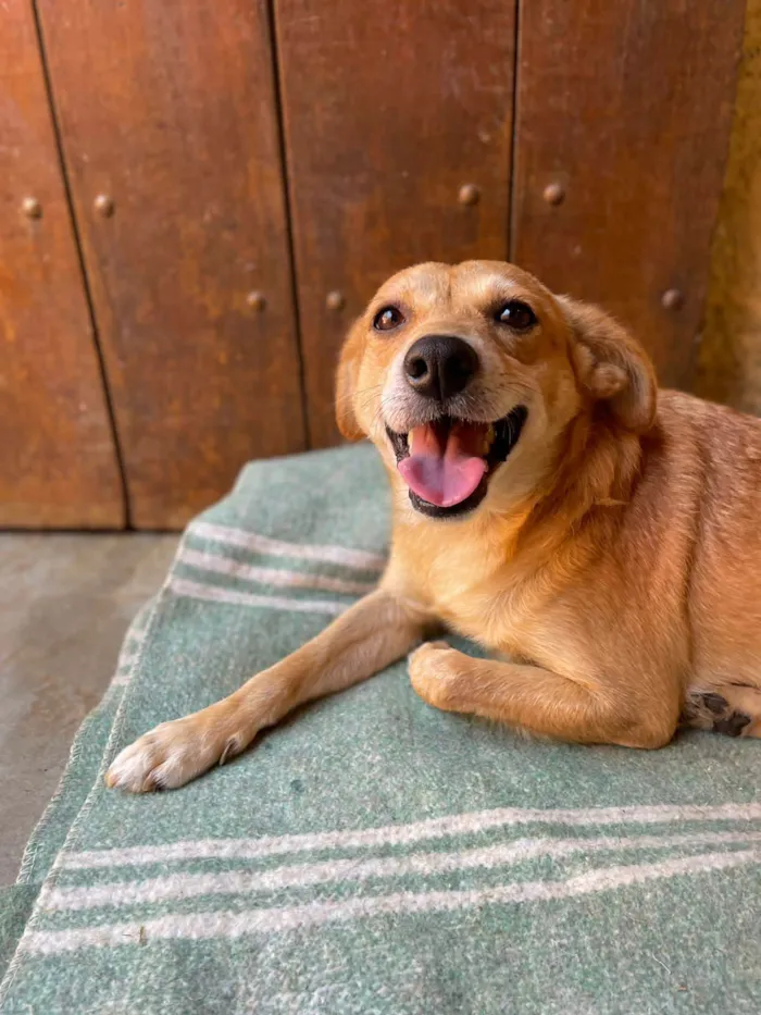 Cachorro ra a SRD-caramelho idade 1 ano nome Cara Melo