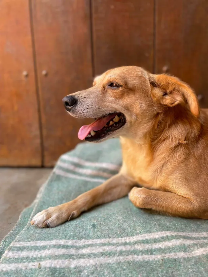 Cachorro ra a SRD-caramelho idade 1 ano nome Cara Melo