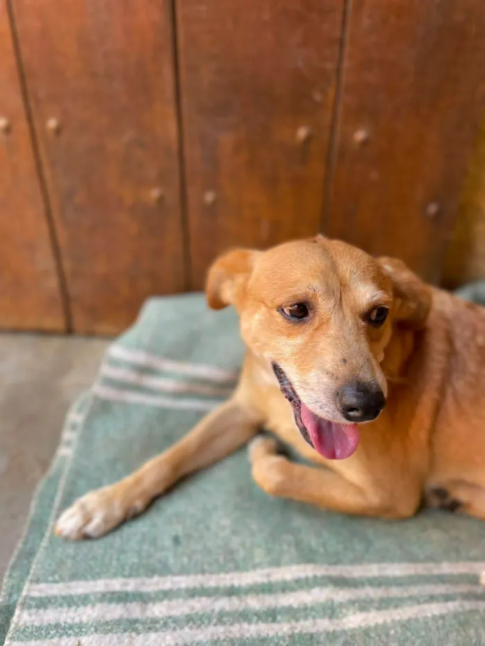 Cachorro ra a SRD-caramelho idade 1 ano nome Cara Melo