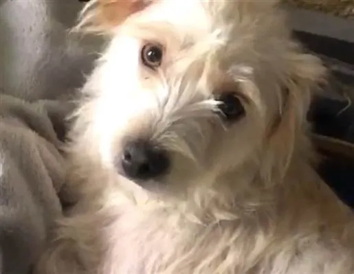 Cachorro ra a SRD-mistoMaltes&sheepdog idade 7 a 11 meses nome Lilly