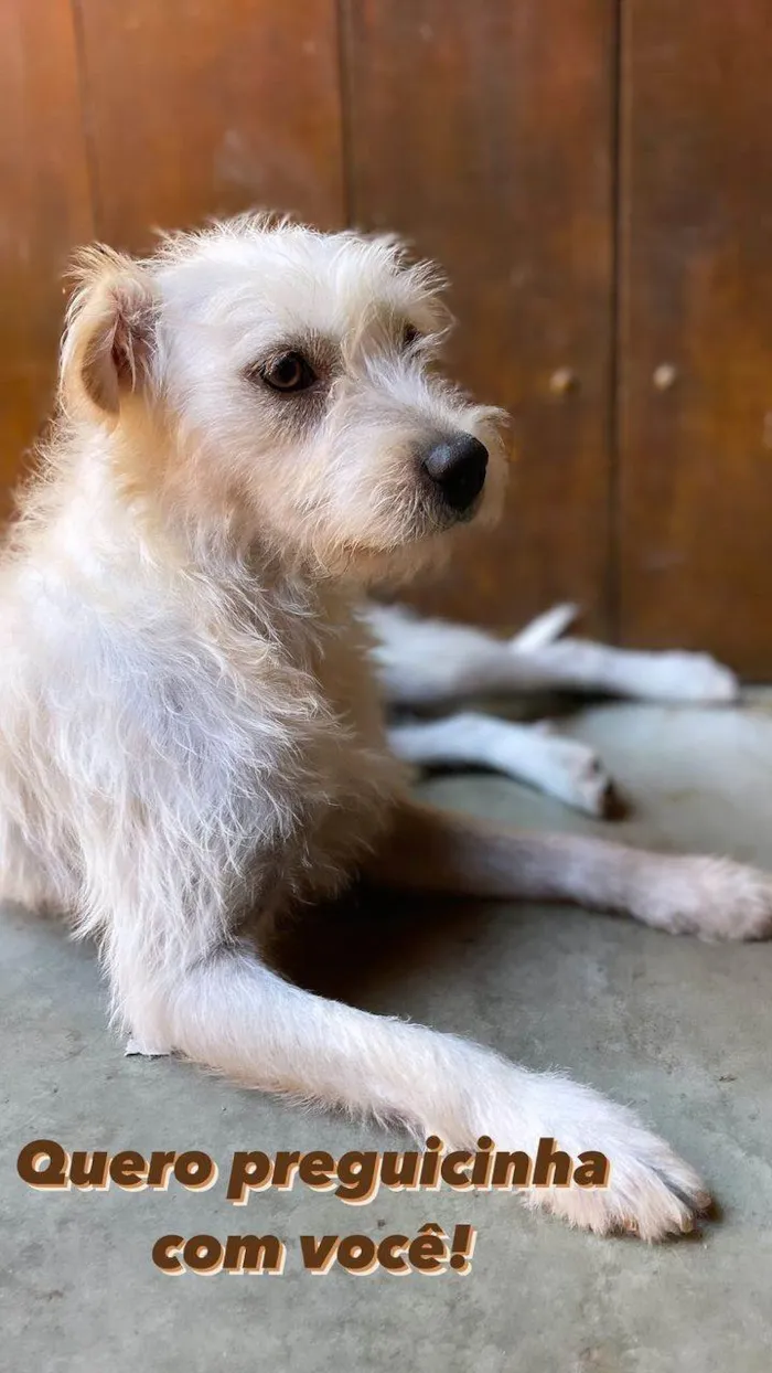 Cachorro ra a SRD-mistoMaltes&sheepdog idade 7 a 11 meses nome Lilly