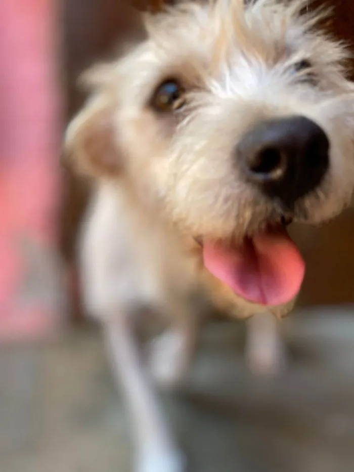 Cachorro ra a SRD-mistoMaltes&sheepdog idade 7 a 11 meses nome Lilly