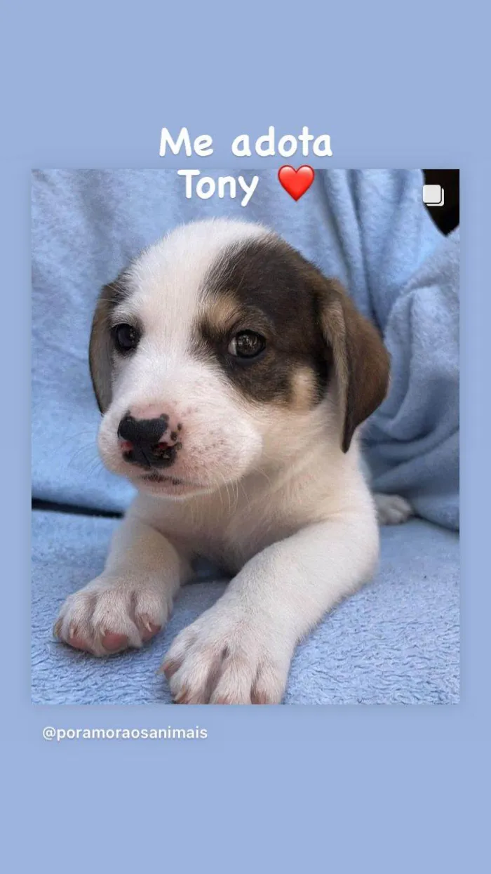 Cachorro ra a SRD-guduço idade 2 a 6 meses nome Théo & Tony