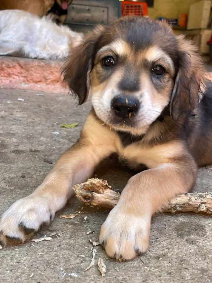 Cachorro ra a SRD-guduço idade 2 a 6 meses nome Théo & Tony
