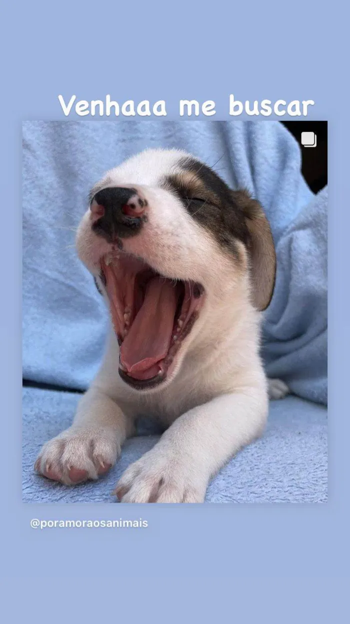 Cachorro ra a SRD-guduço idade 2 a 6 meses nome Théo & Tony
