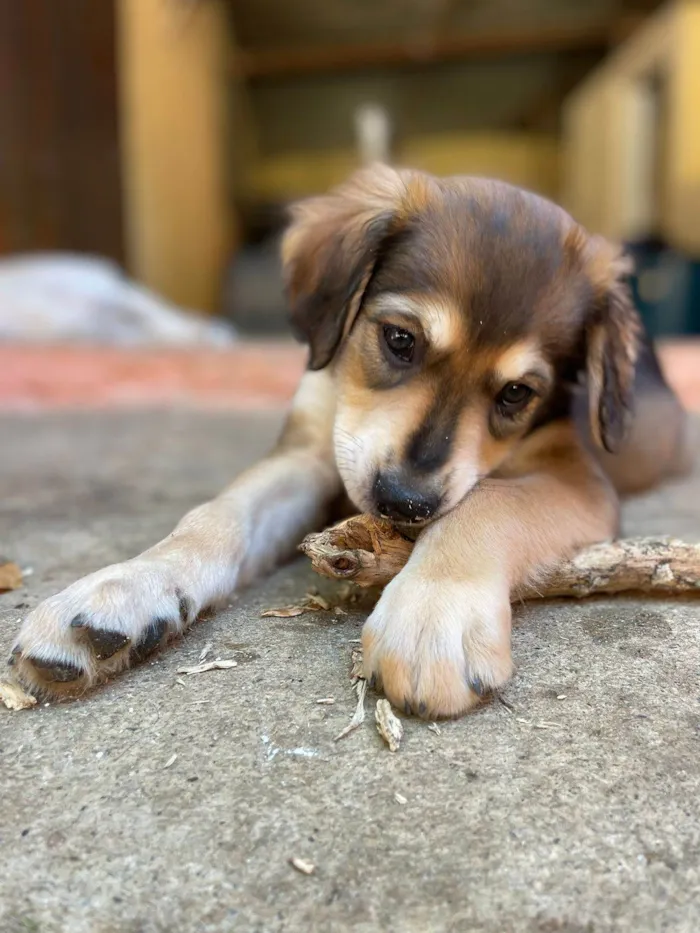 Cachorro ra a SRD-guduço idade 2 a 6 meses nome Théo & Tony
