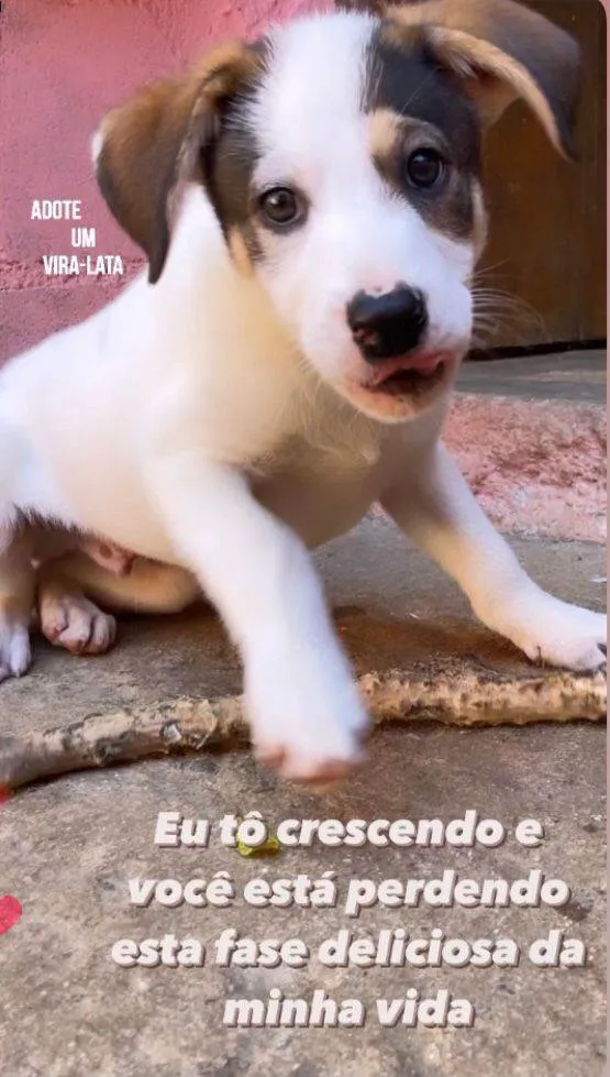 Cachorro ra a SRD-guduço idade 2 a 6 meses nome Théo & Tony