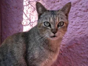 Gato raça SRD-tigrinha idade 2 anos nome Nyna