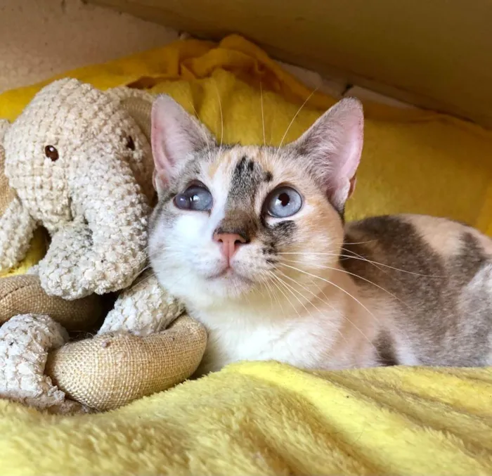 Gato ra a SRD-siamesada idade 7 a 11 meses nome Pearl