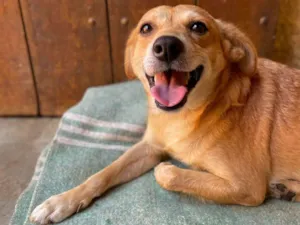Cachorro raça SRD-caramelho idade 1 ano nome Cara Melo