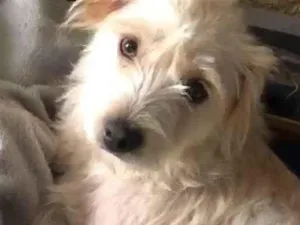 Cachorro raça SRD-mistoMaltes&sheepdog idade 7 a 11 meses nome Lilly