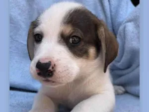 Cachorro raça SRD-guduço idade 2 a 6 meses nome Théo & Tony