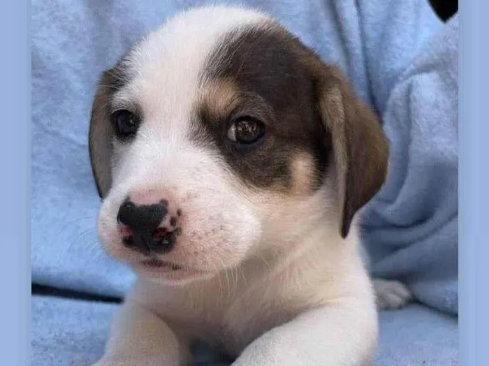 Cachorro ra a SRD-guduço idade 2 a 6 meses nome Théo & Tony