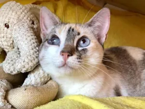 Gato raça SRD-siamesada idade 7 a 11 meses nome Pearl