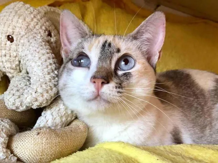 Gato ra a SRD-siamesada idade 7 a 11 meses nome Pearl