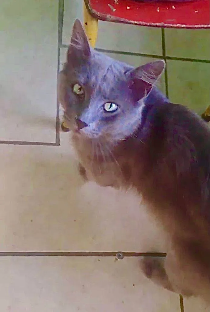 Gato ra a SRD-russoazul idade 1 ano nome Fumaça