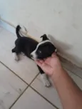Borboleta 