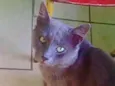 Fumaça