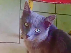 Gato raça SRD-russoazul idade 1 ano nome Fumaça