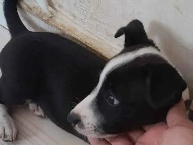 Cachorro ra a SRD-ViraLata idade 2 a 6 meses nome Borboleta 