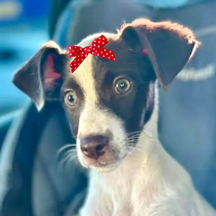 Cachorro ra a Mestica  idade 2 a 6 meses nome Maya 