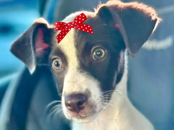 Cachorro ra a Mestica  idade 2 a 6 meses nome Maya 