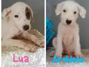 Cachorro raça SRD-ViraLata idade 2 a 6 meses nome Bebês