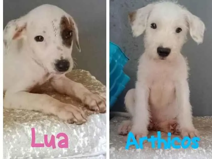 Cachorro ra a SRD-ViraLata idade 2 a 6 meses nome Bebês