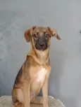 Cacau