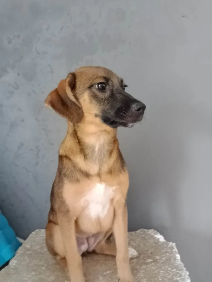 Cachorro ra a SRD-ViraLata idade 2 a 6 meses nome Cacau