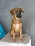Cacau