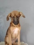 Cacau