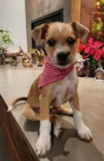Cachorrinha