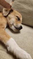 Cachorrinha