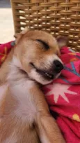 Cachorrinha