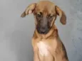 Cacau