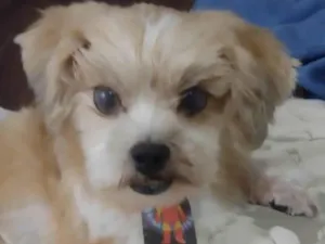 Cachorro raça Mestico  idade 1 ano nome Petit 