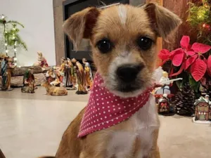 Gato raça SRD-ViraLata idade 2 a 6 meses nome Cachorrinha