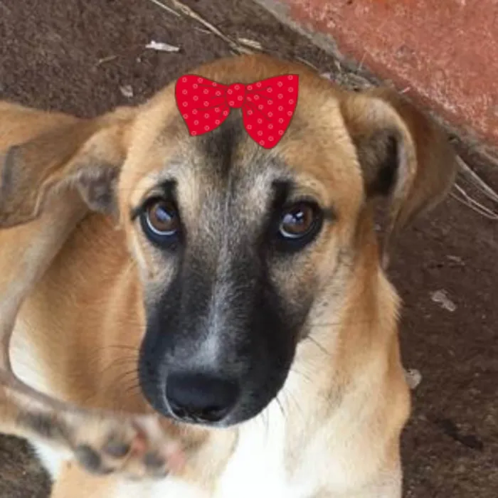 Cachorro ra a Mestica  idade 2 a 6 meses nome Cacau 