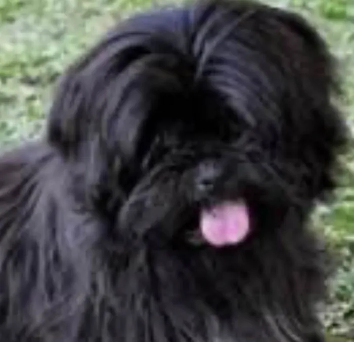 Cachorro ra a Mestico idade 2 a 6 meses nome Theo 