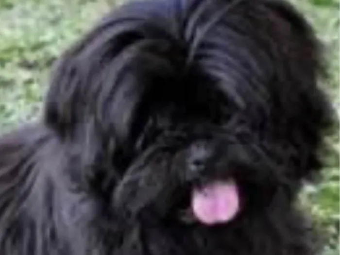 Cachorro ra a Mestico idade 2 a 6 meses nome Theo 