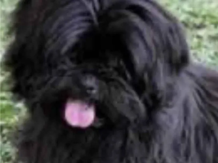 Cachorro ra a Mestico idade 2 a 6 meses nome Theo 