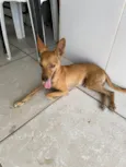 Inseparáveis 