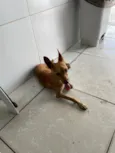 Inseparáveis 