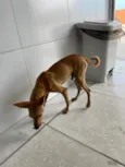 Inseparáveis 