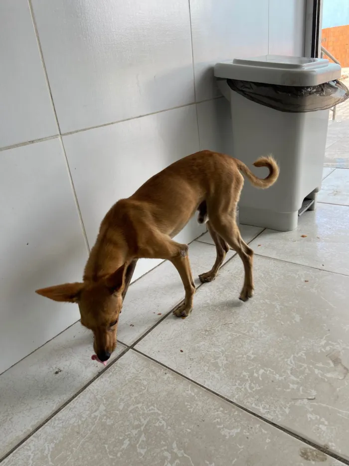 Cachorro ra a SRD-ViraLata idade 2 a 6 meses nome Inseparáveis 
