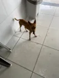 Inseparáveis 