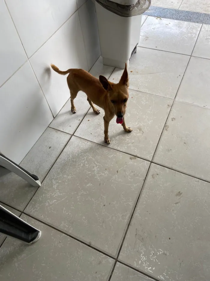 Cachorro ra a SRD-ViraLata idade 2 a 6 meses nome Inseparáveis 