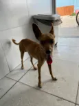 Inseparáveis 