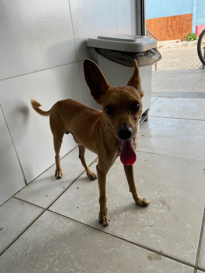 Cachorro ra a SRD-ViraLata idade 2 a 6 meses nome Inseparáveis 